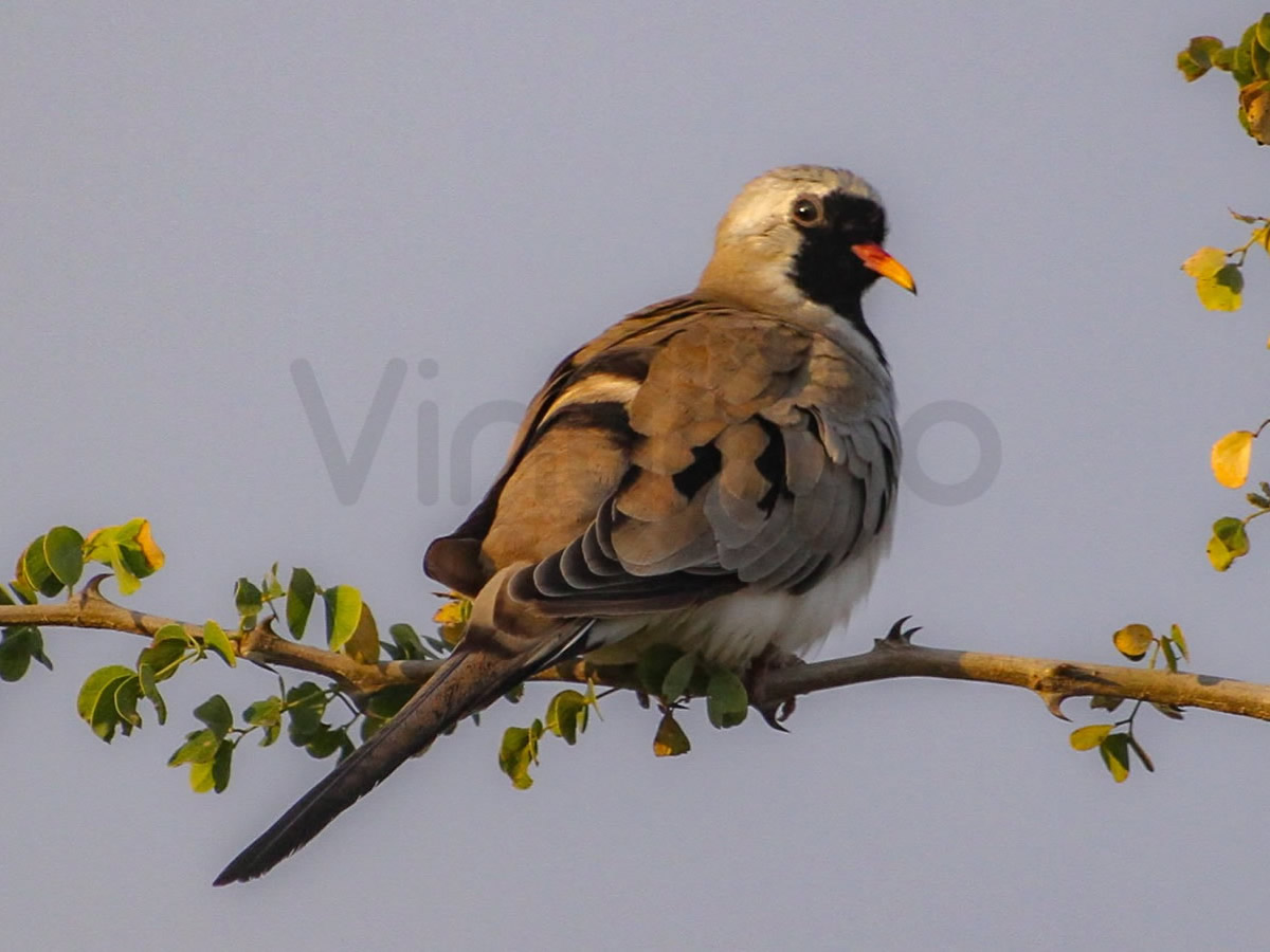 Namaqua Dove