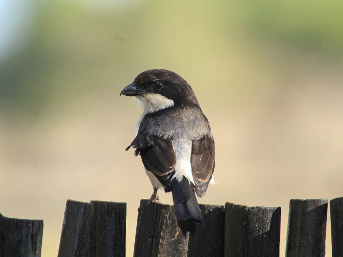 Northern Fiscal