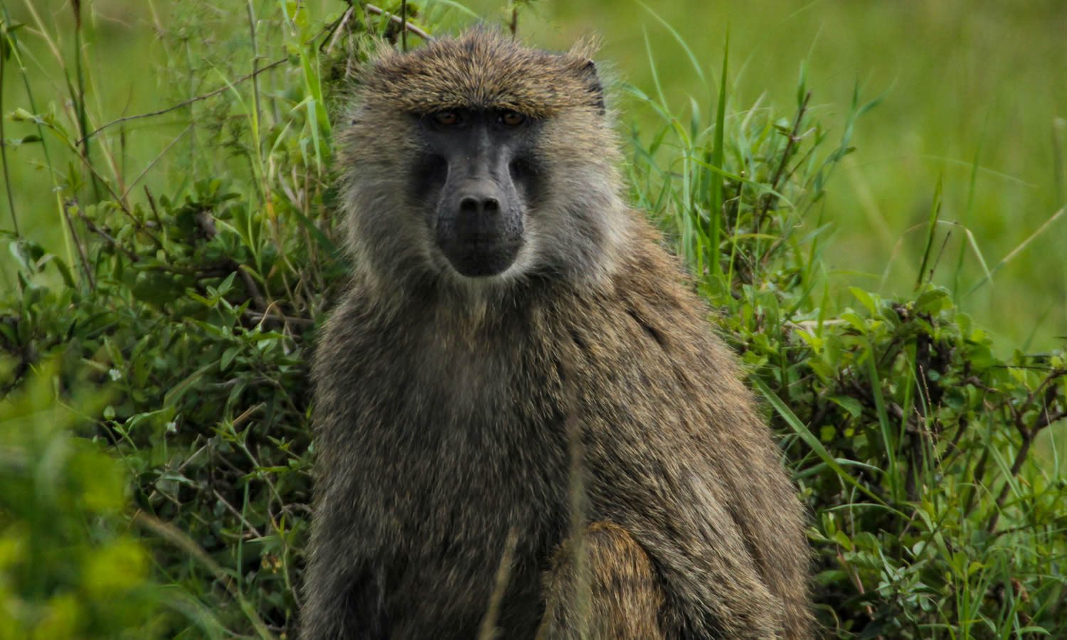 Olive Baboon