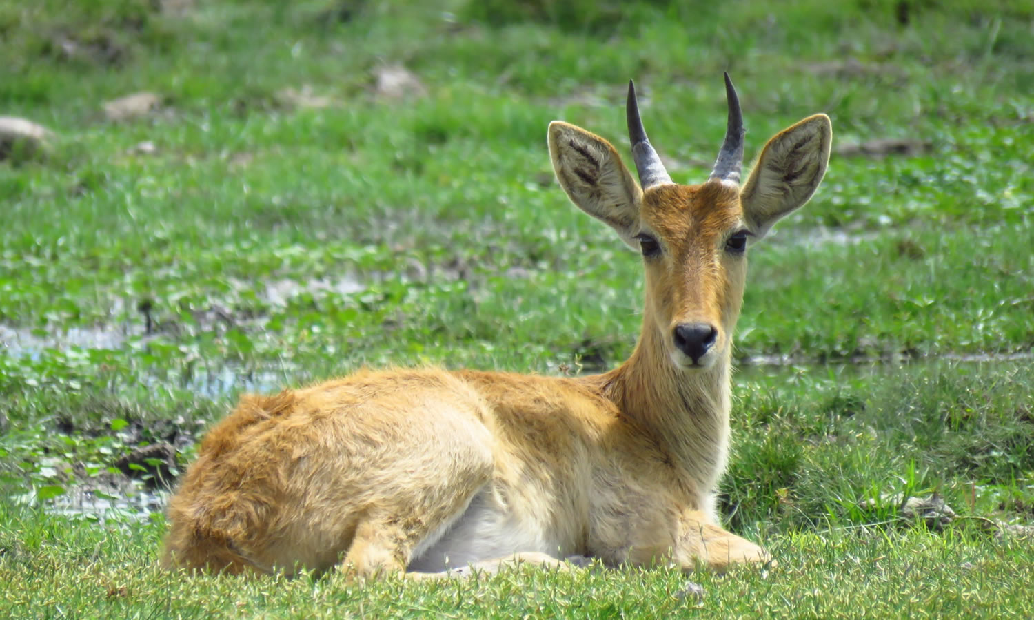Oribi