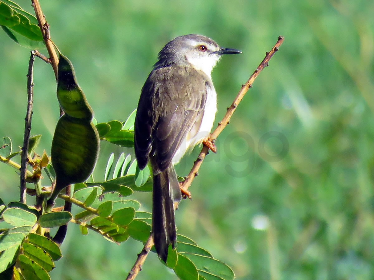 Pale Prinia