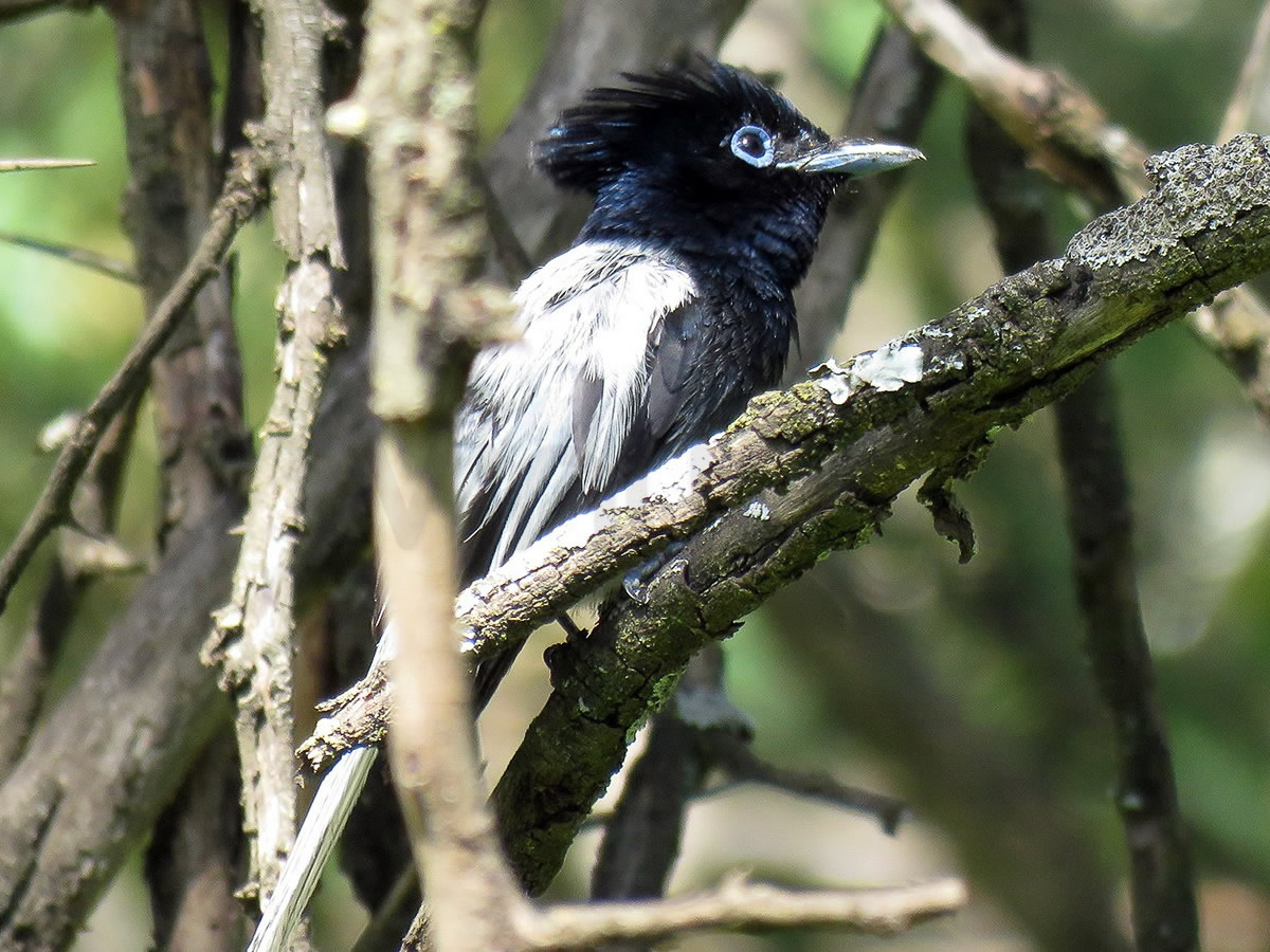 Paradise Flycatcher