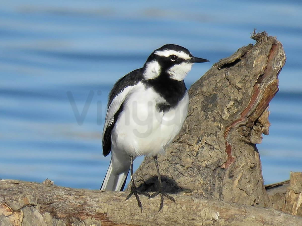 Pied Wagtail