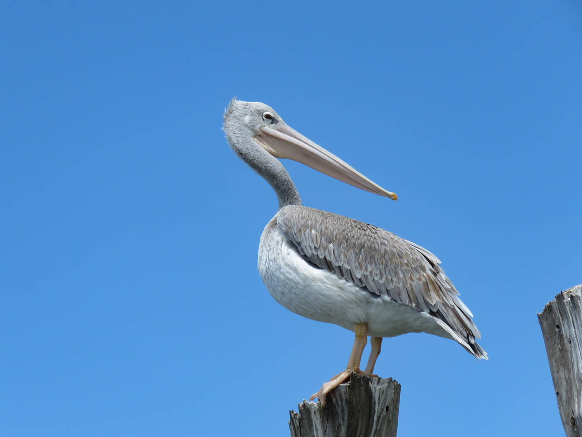 Pink-backed Pelican