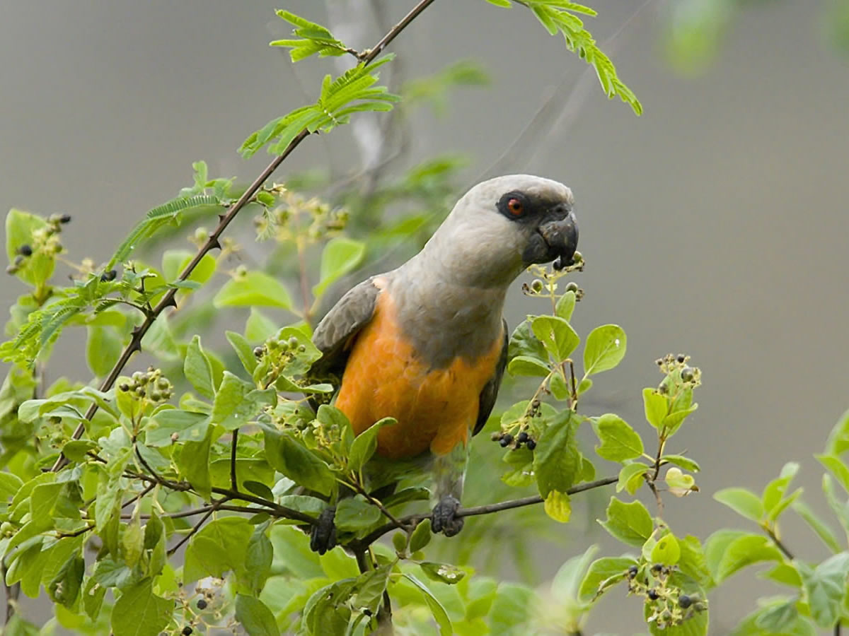 Red bellied Parrot