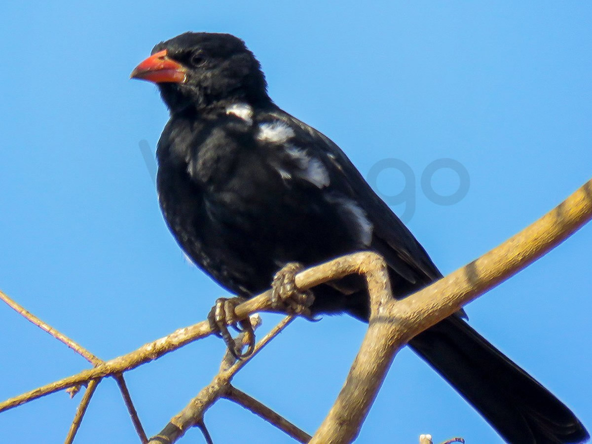 Red Billed Buffalo Weaver