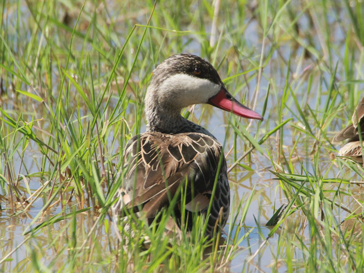 Red Billed Duck