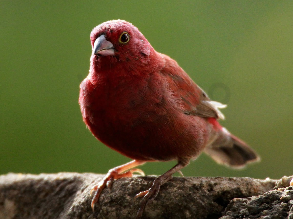 Red Billed Firefinch