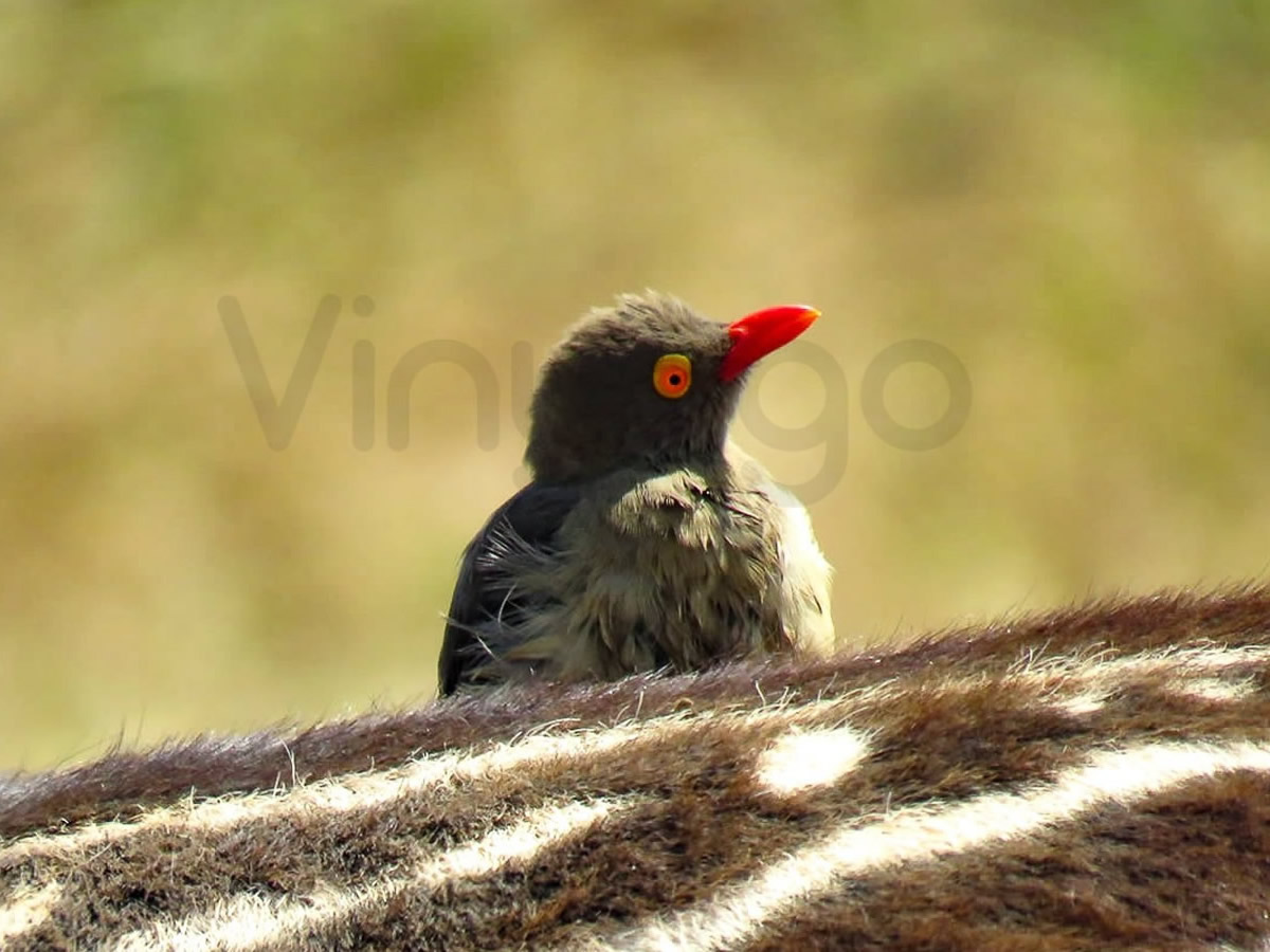 Red Billed Oxpecker