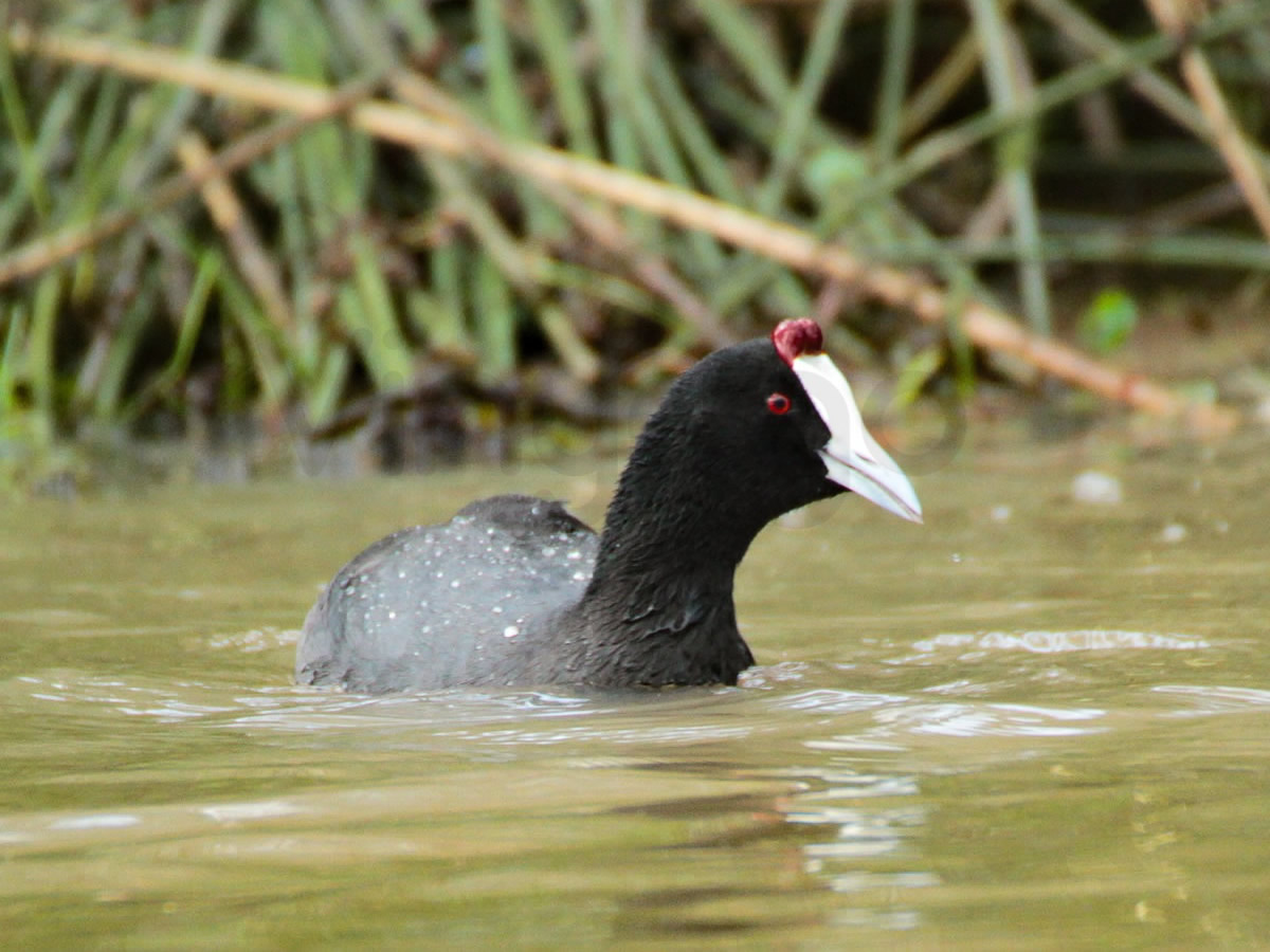 Red Knobbed Coot