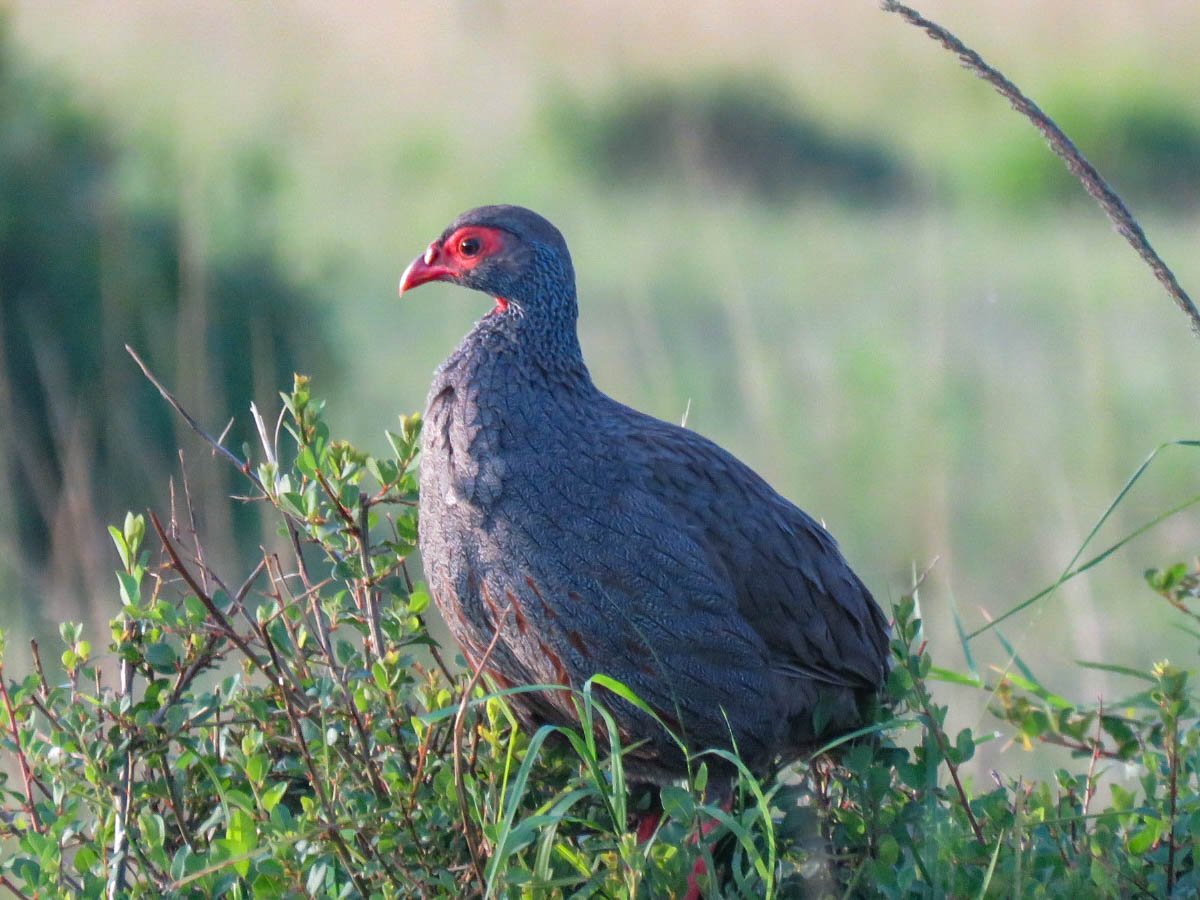 Red-necked spurfowl
