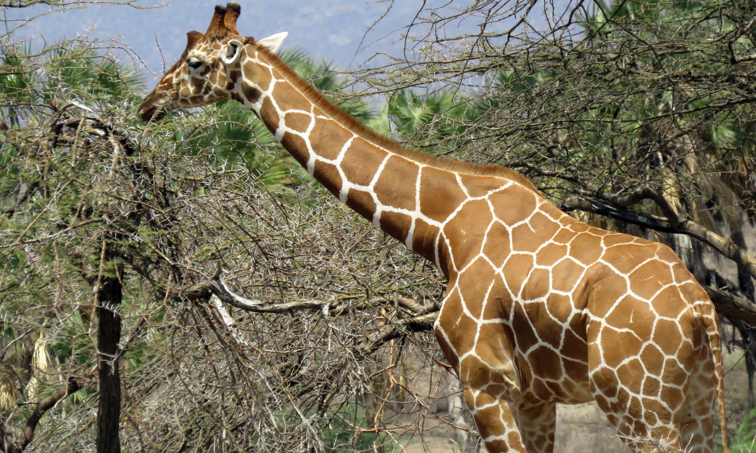 Reticulated Giraffe