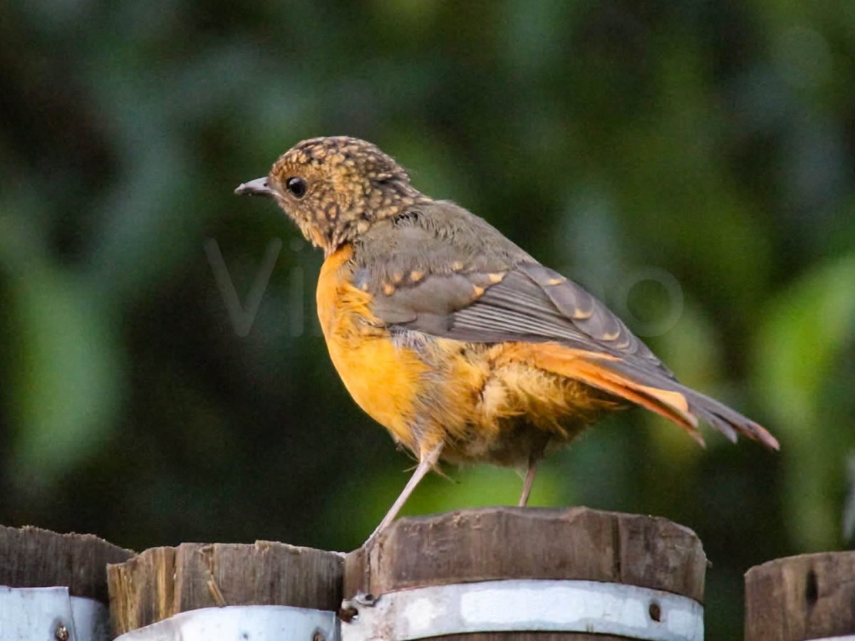 Rock Thrush