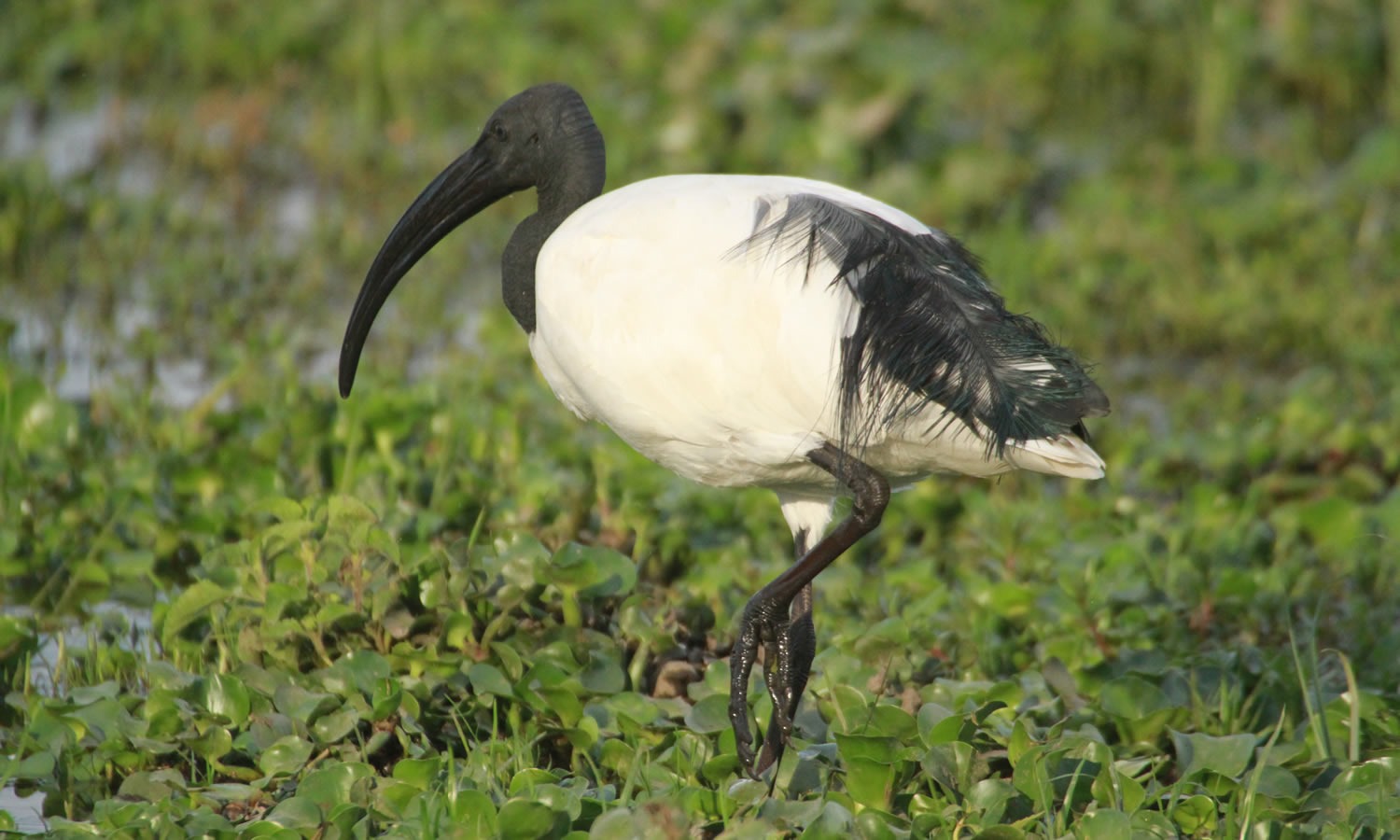 Sacred Ibis