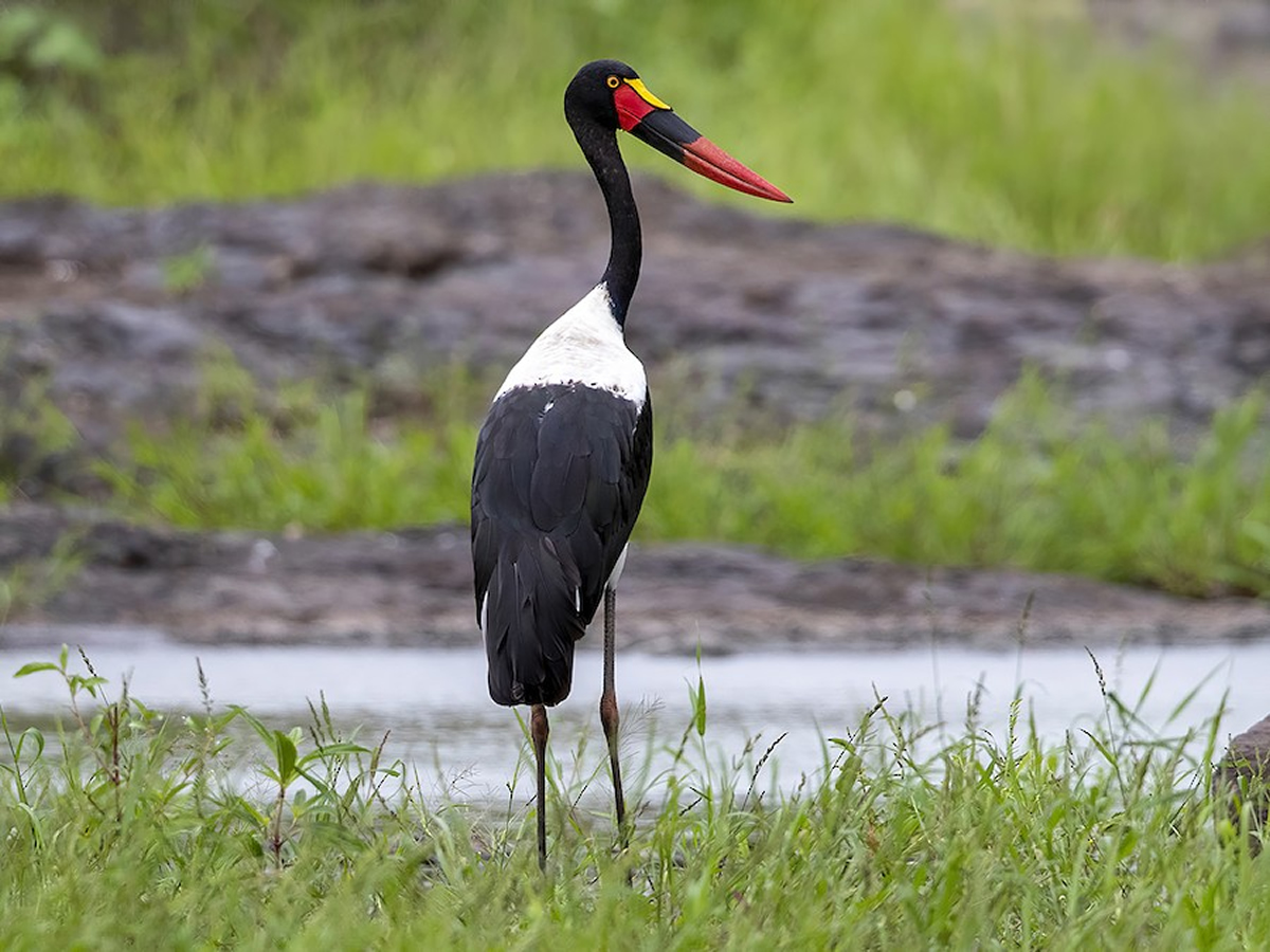 Saddle-billed Stork