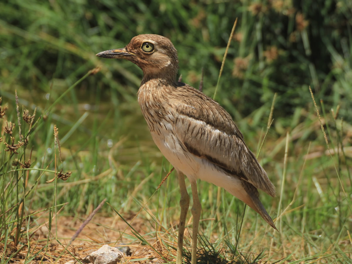 Senegal Thick-knee