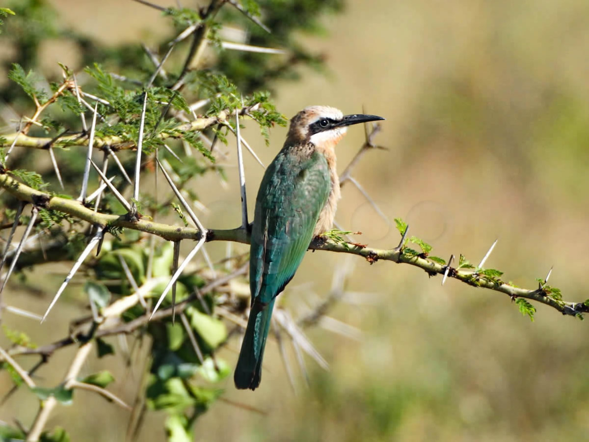 Somali Bee Eater