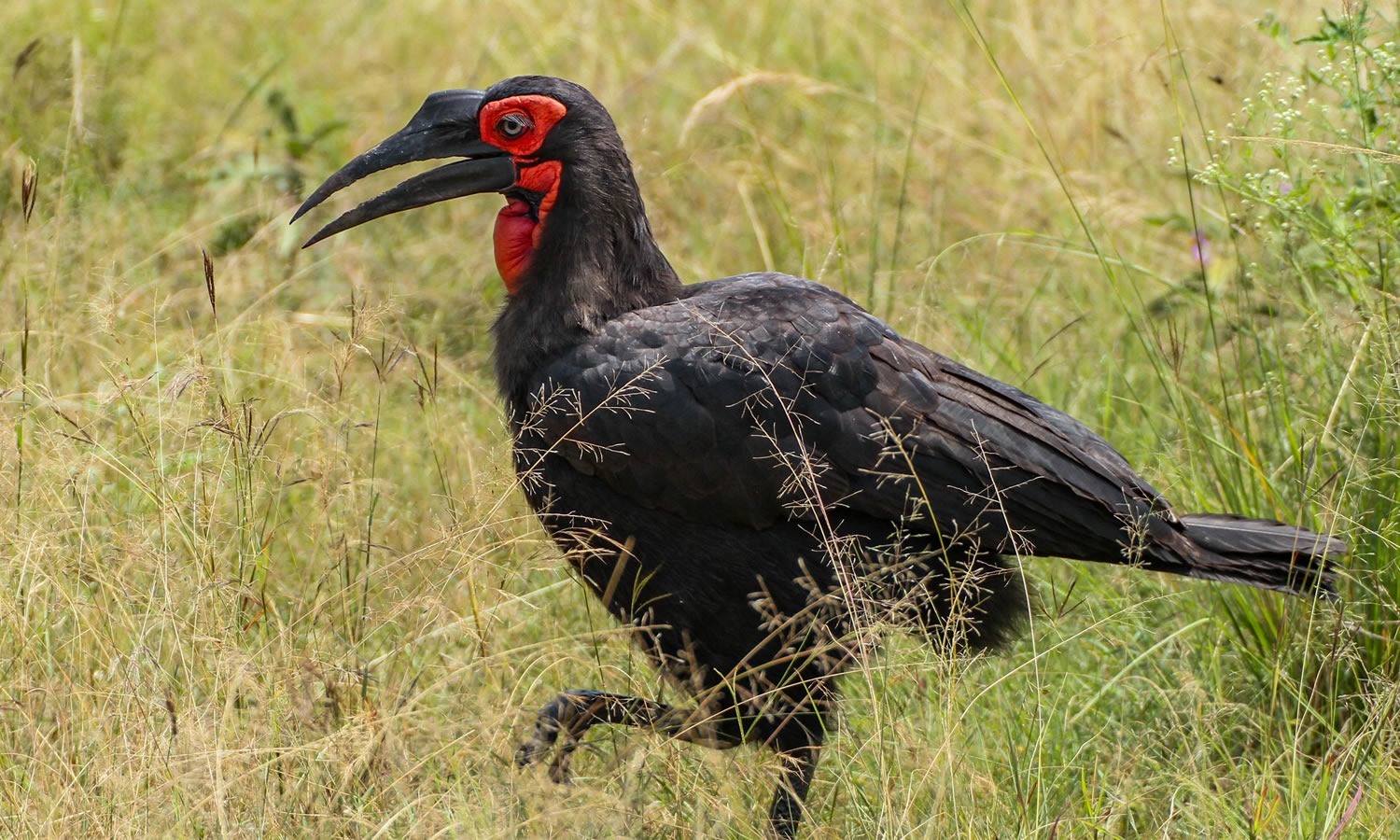 Southern Ground Hornbill
