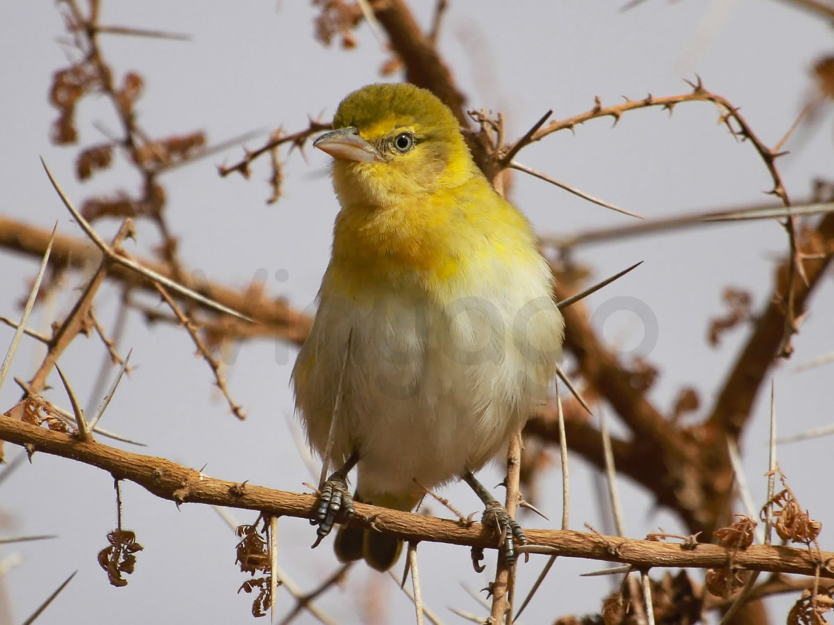 Southern Masked Weaver