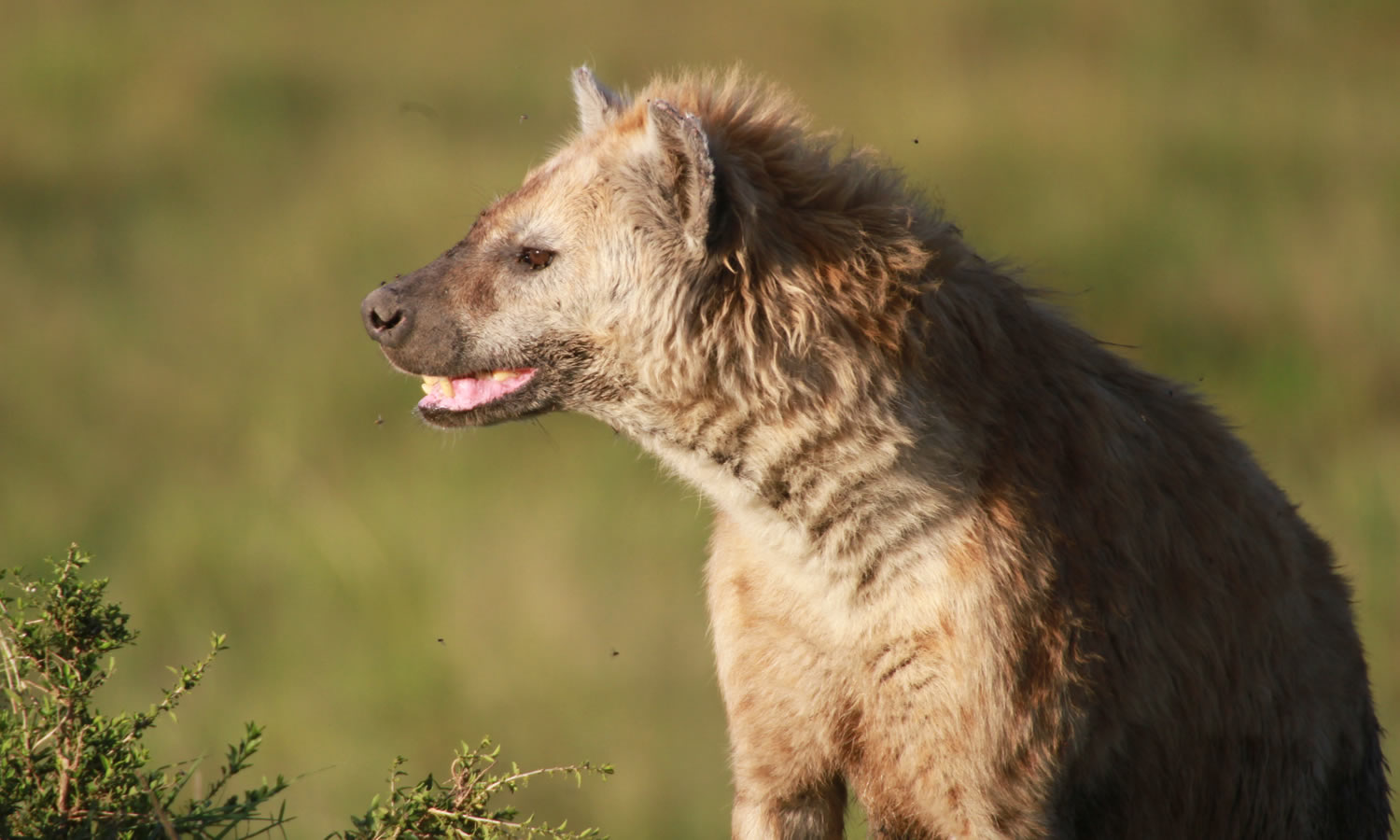 Spotted Hyena