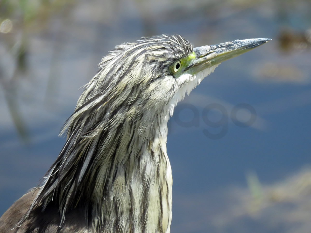 Squacco Heron
