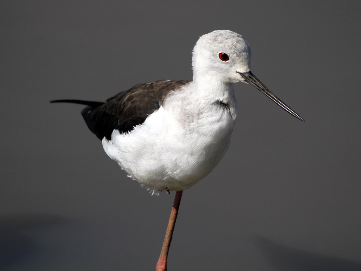 Stilt