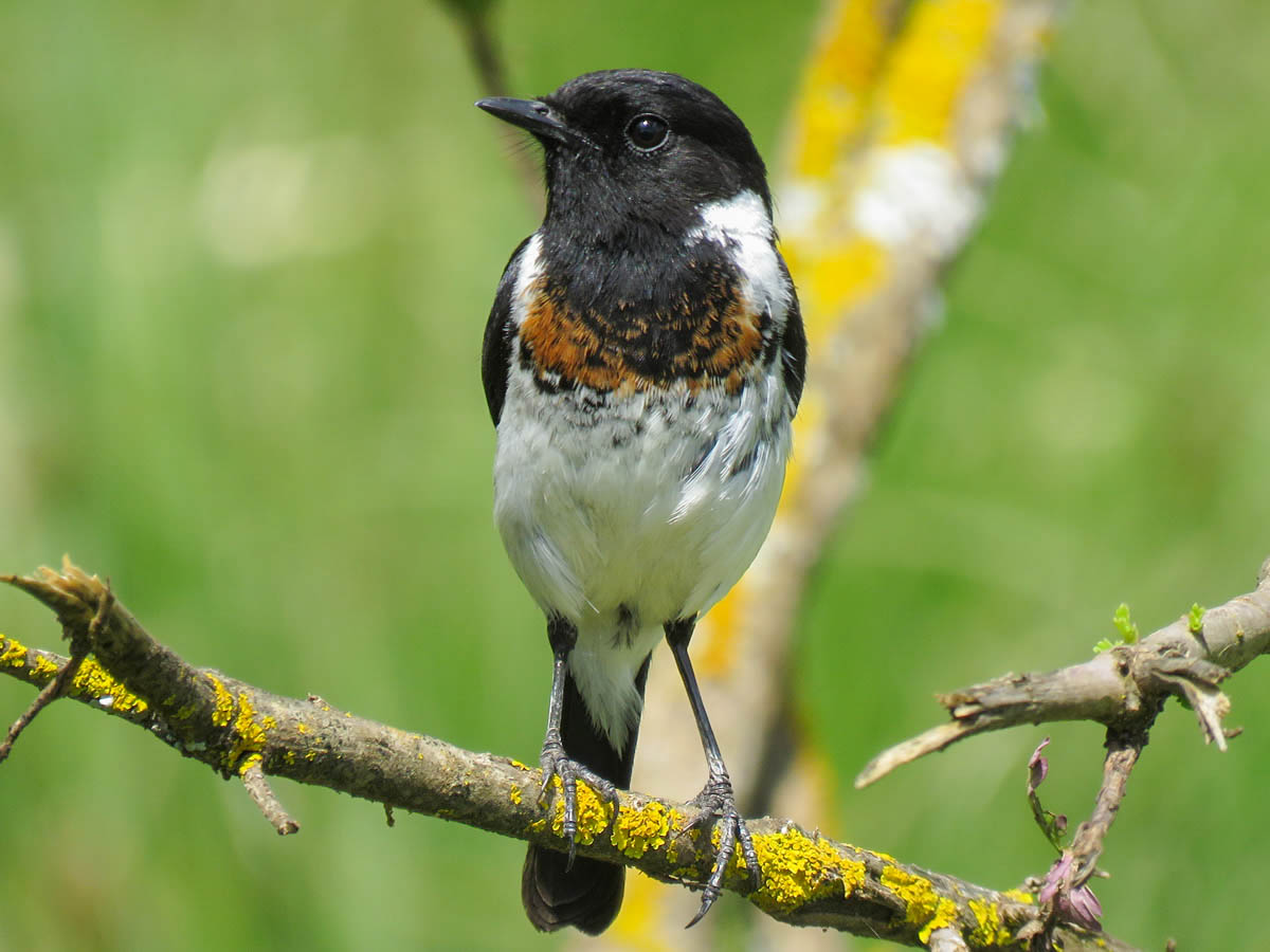 Stone Chat