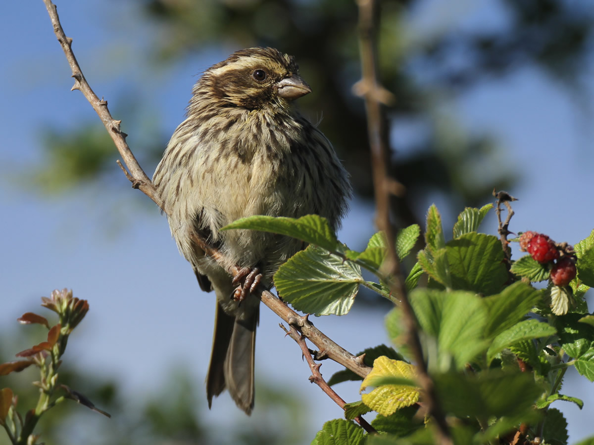 Streaky Seedeater