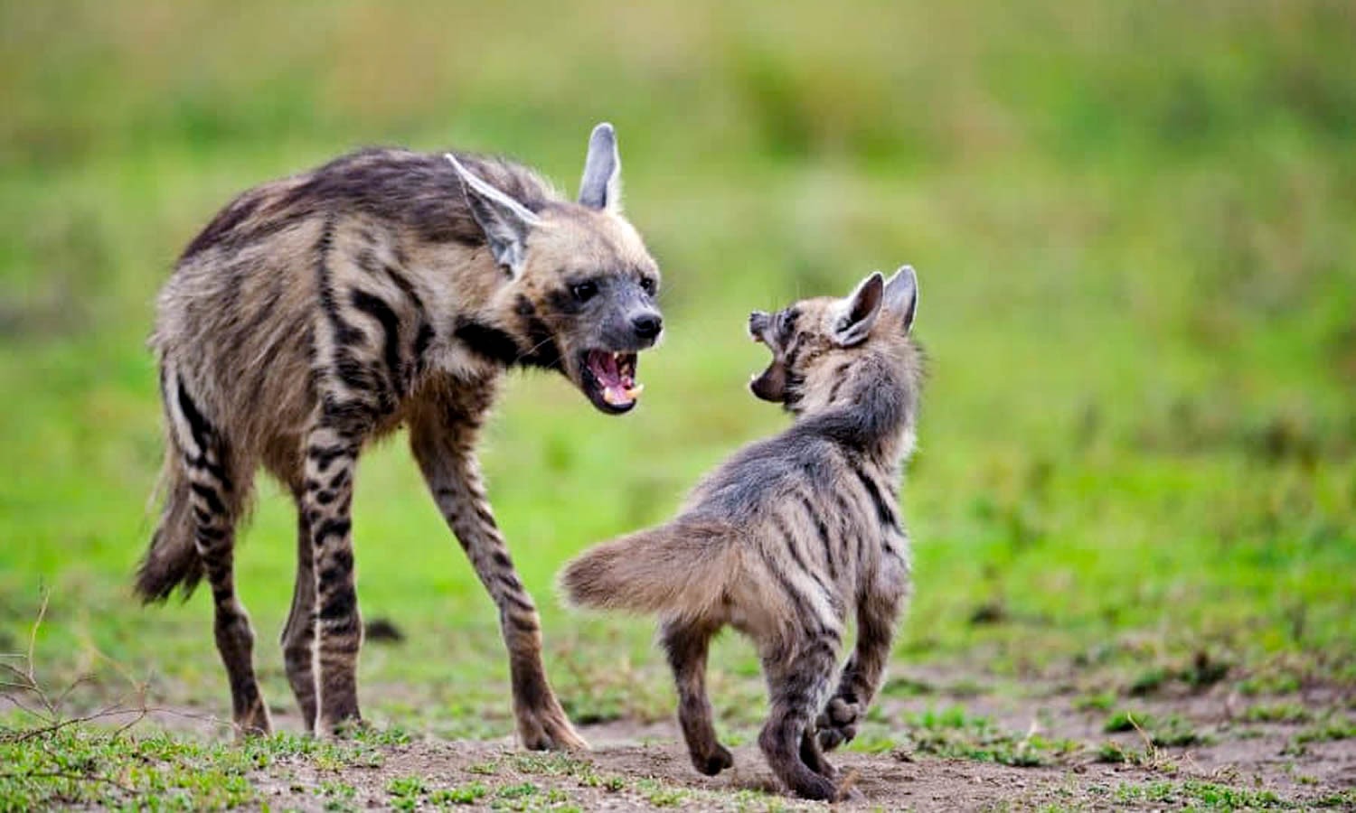 Stripped Hyena