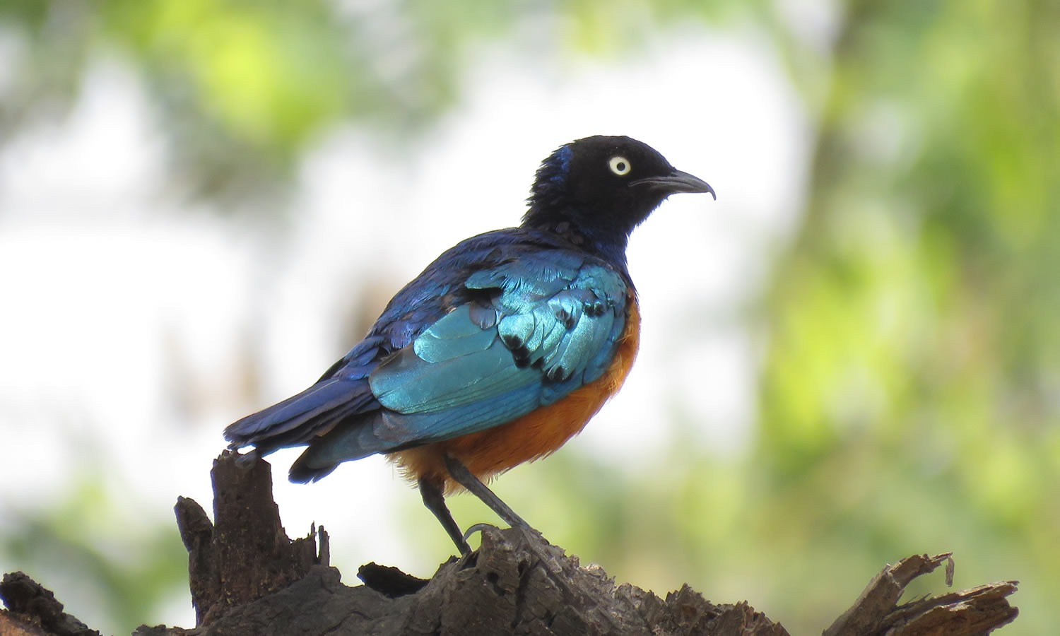 Superb Starling