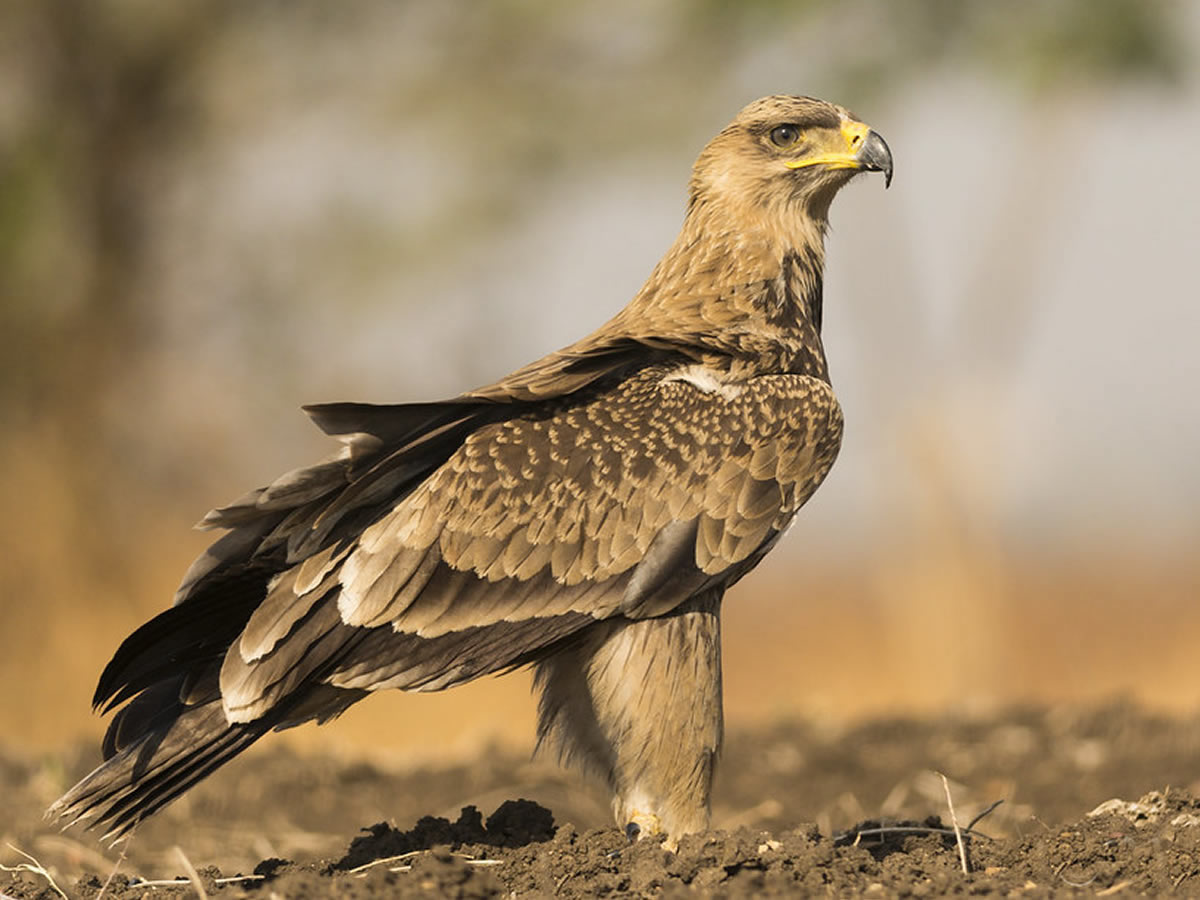 Tawny Eagle