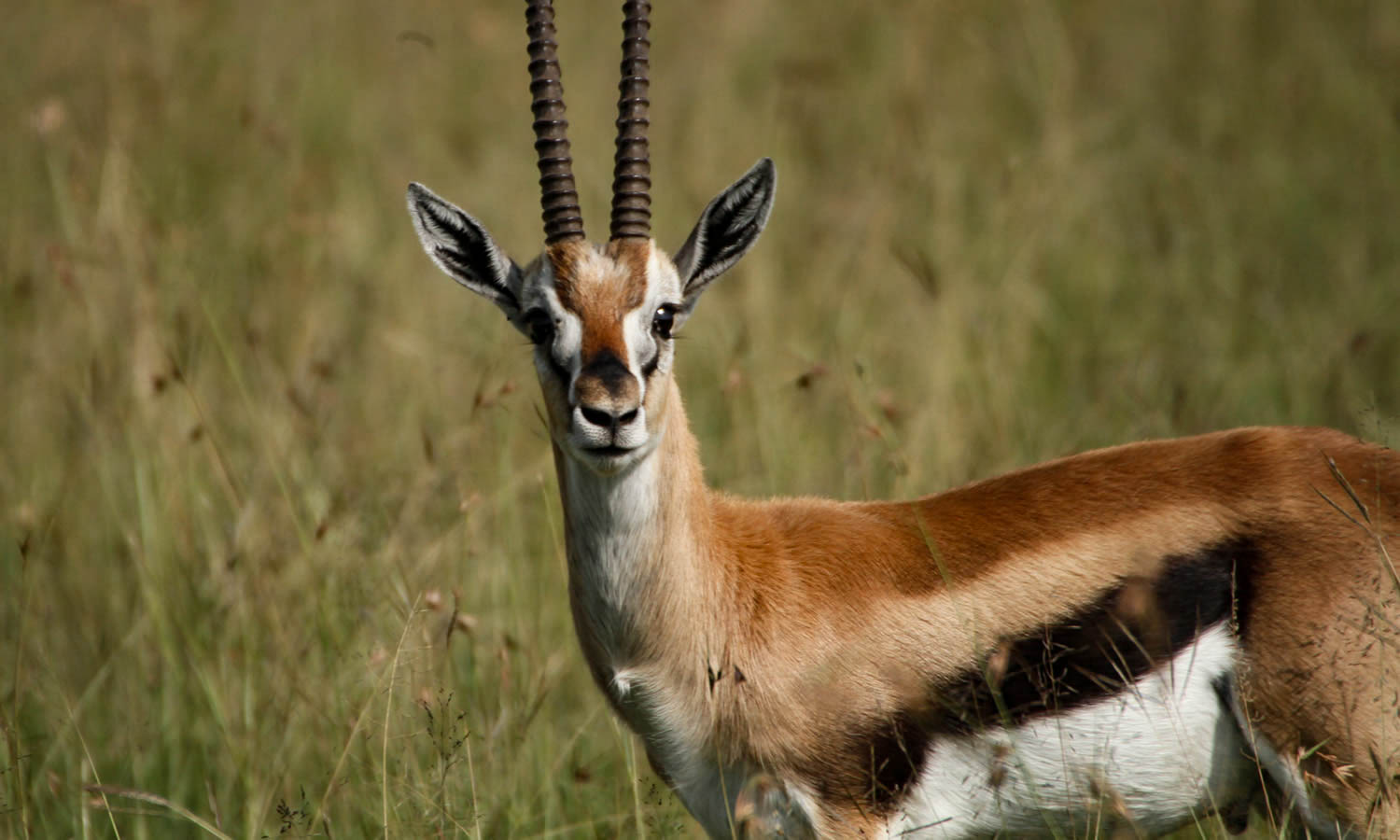 Thomson’s Gazelle