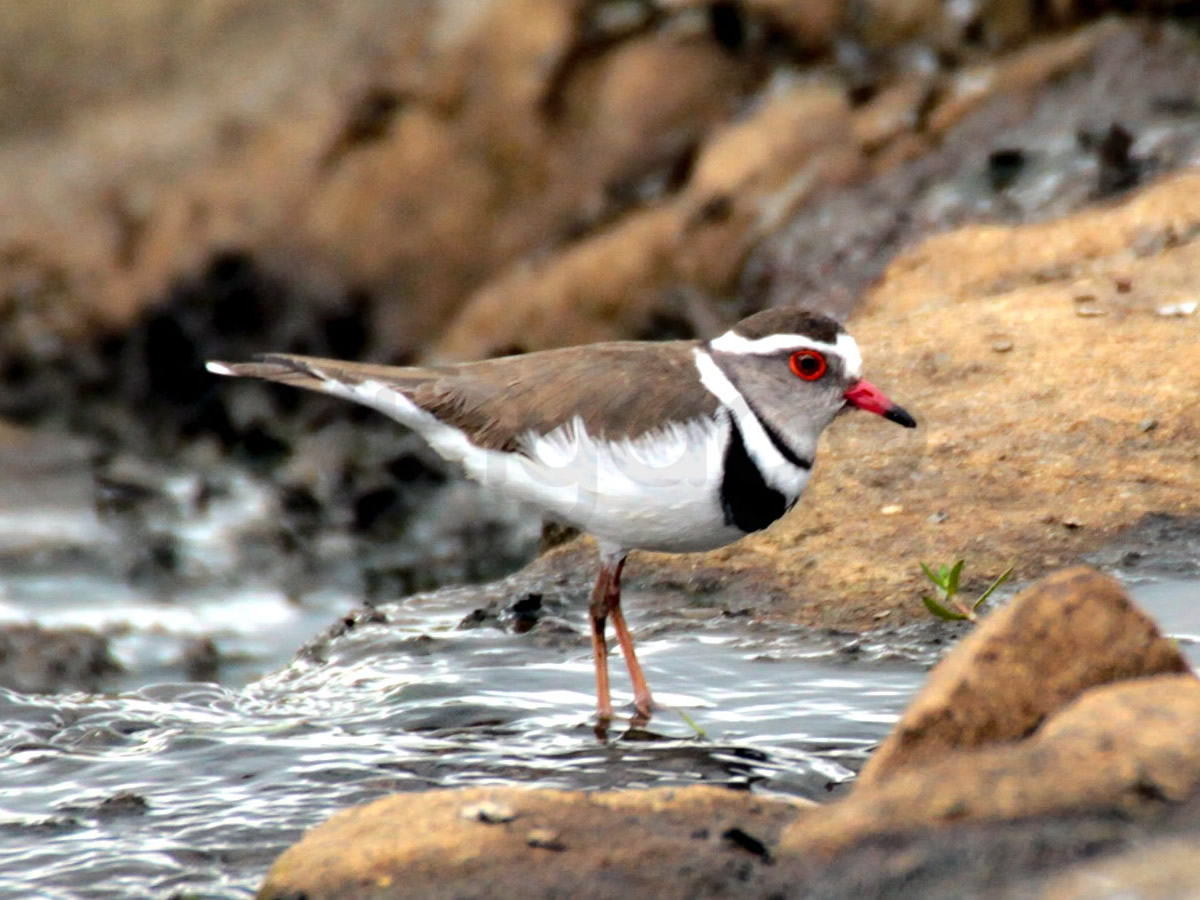 Three Banded Plover