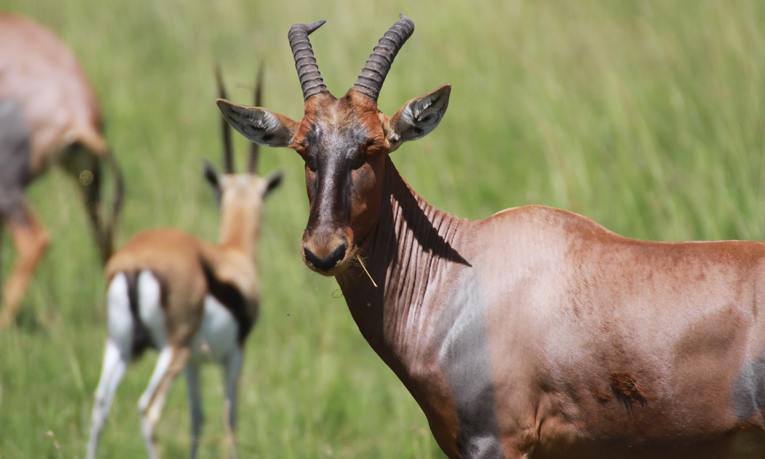 Topi