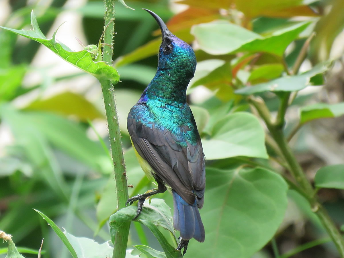 Variable Sunbird