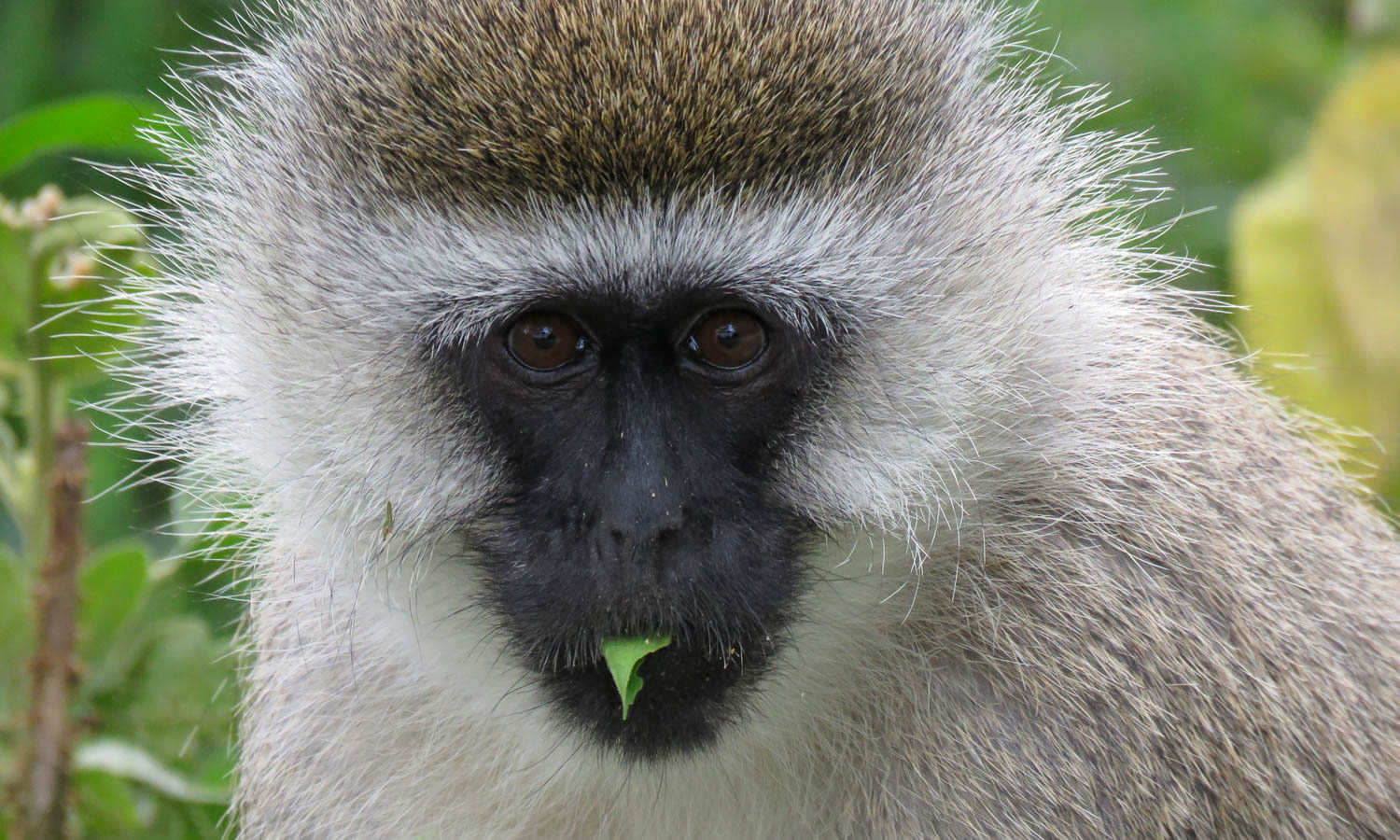Vervet Monkey