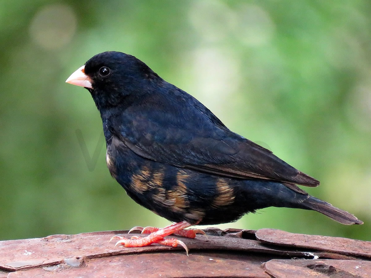 Village Indigo Bird