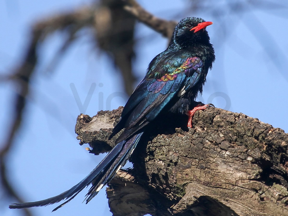 Violet Woodhoopoe