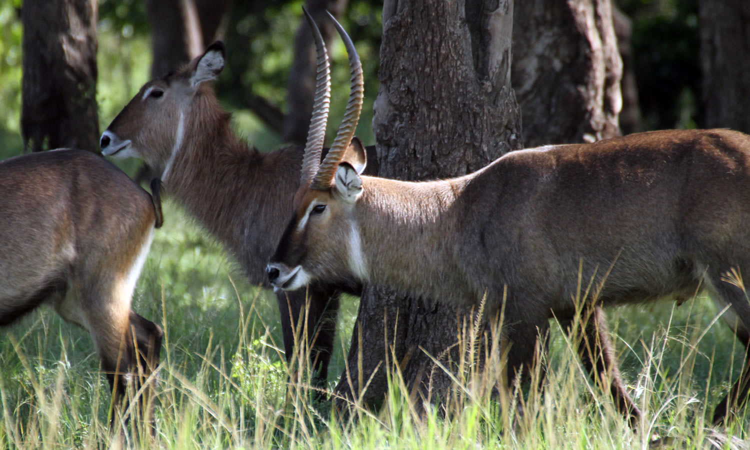 Waterbuck