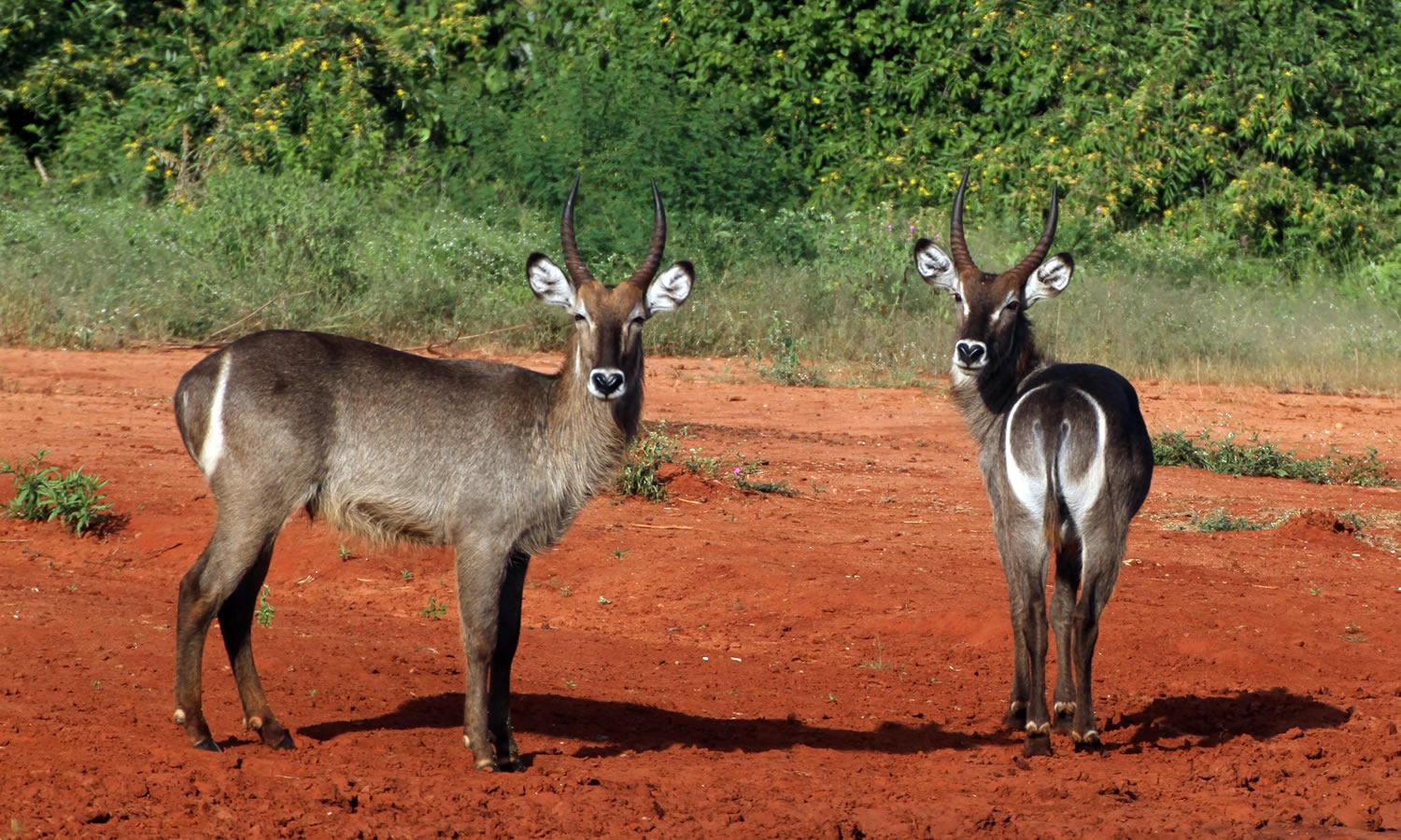 Common Waterbuck