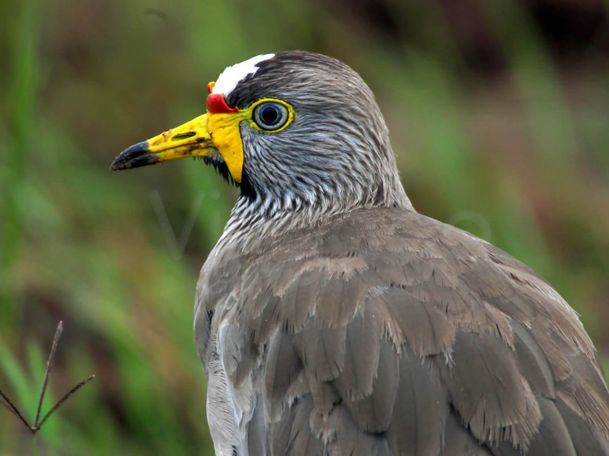 Wattled Lapwing