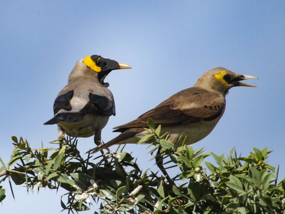 Wattled Starling