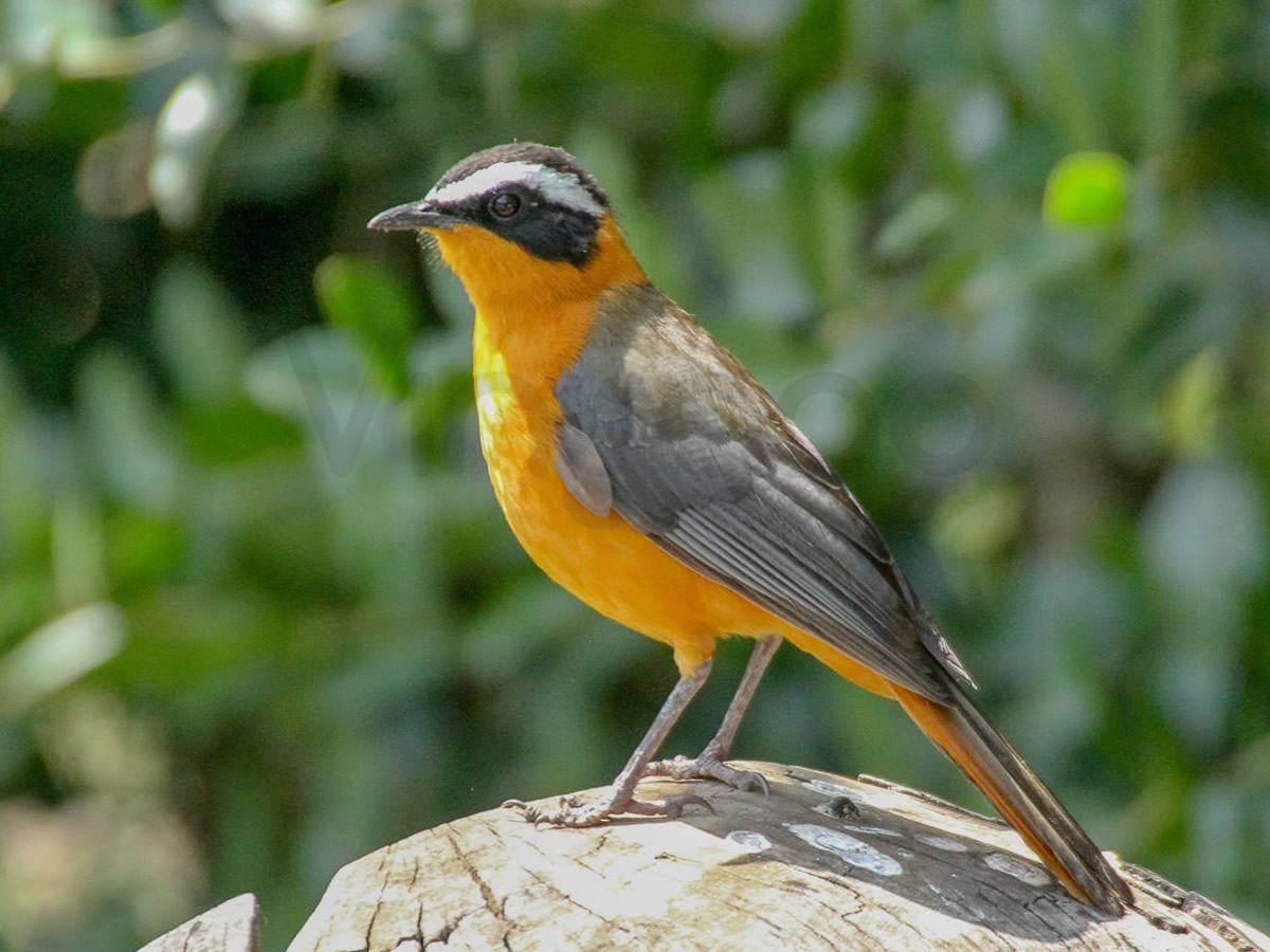White Browed Robbin Chat