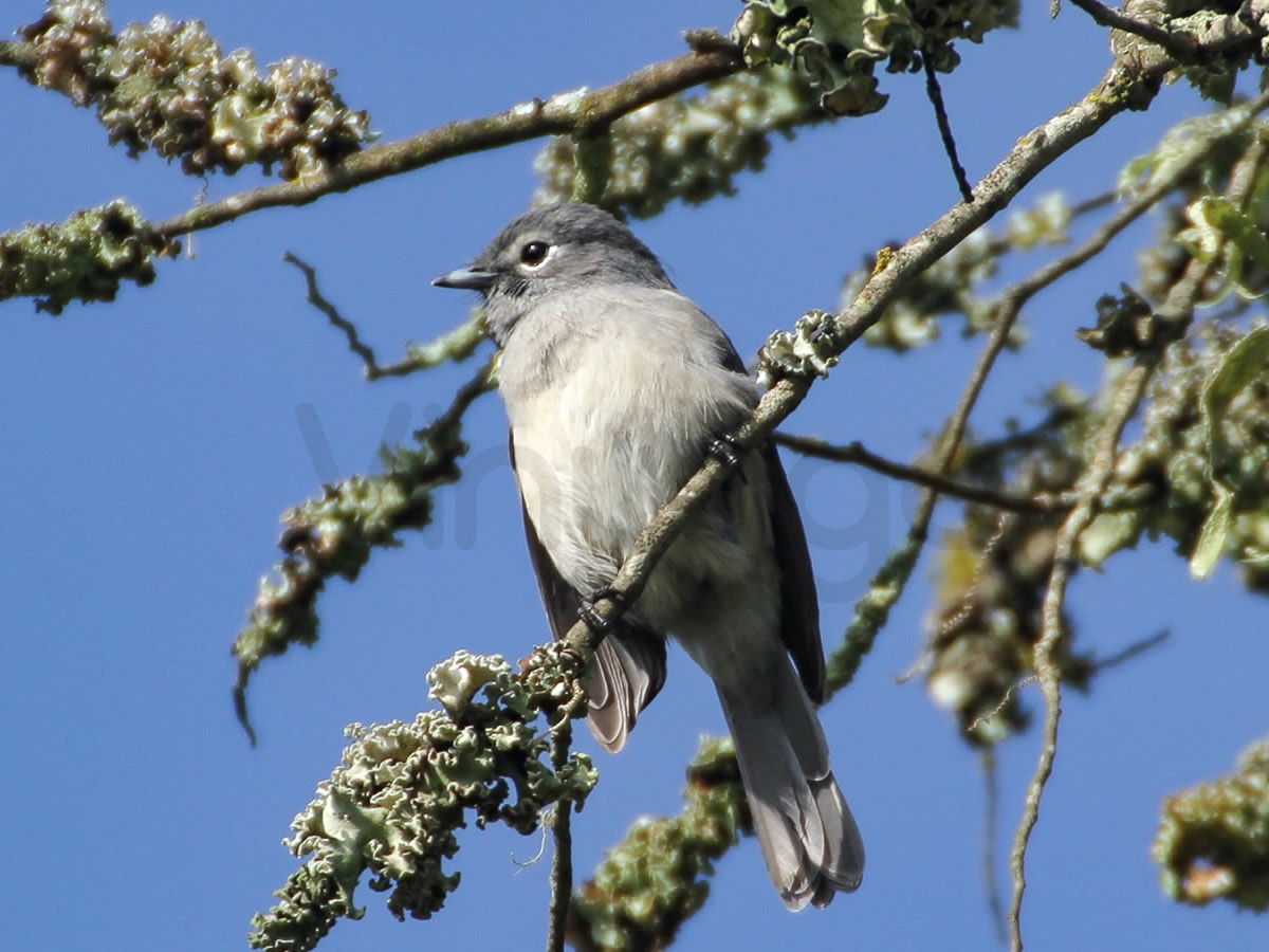 White Eyed Slaty Flycatcher