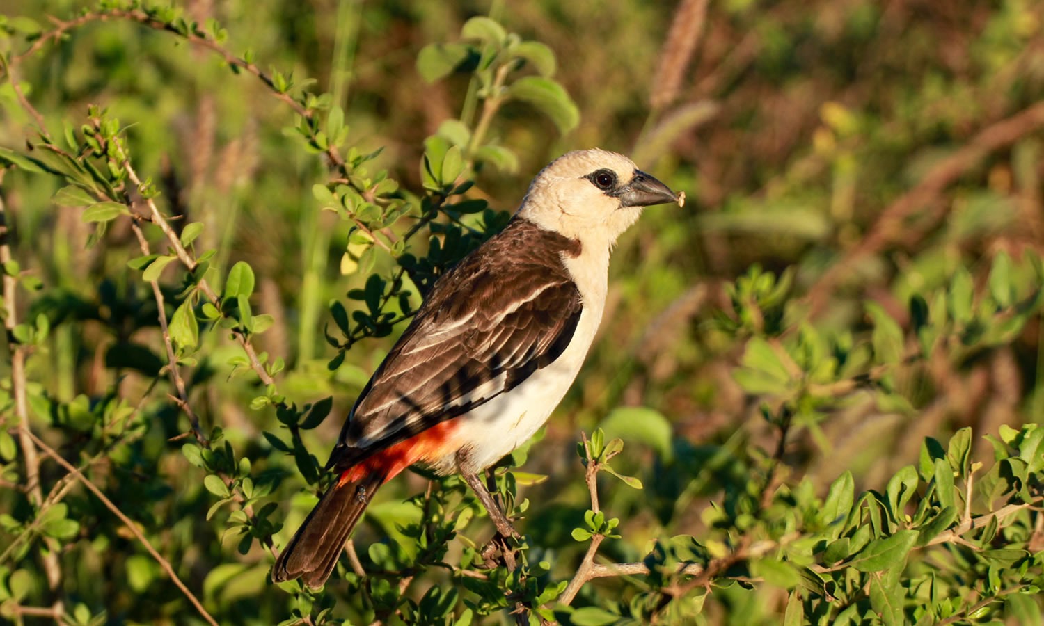 White Headed Buffalo Weaver