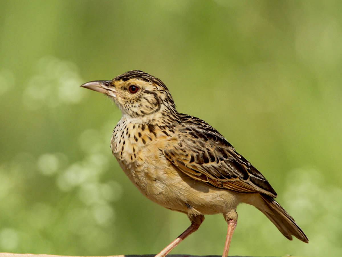 White Napped Lark
