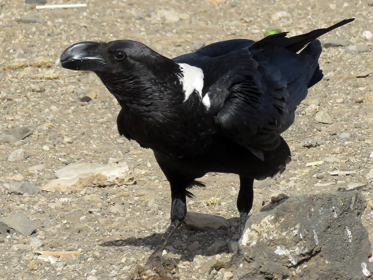 White Necked Raven