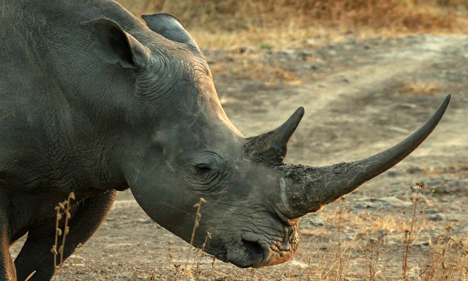 White Rhino