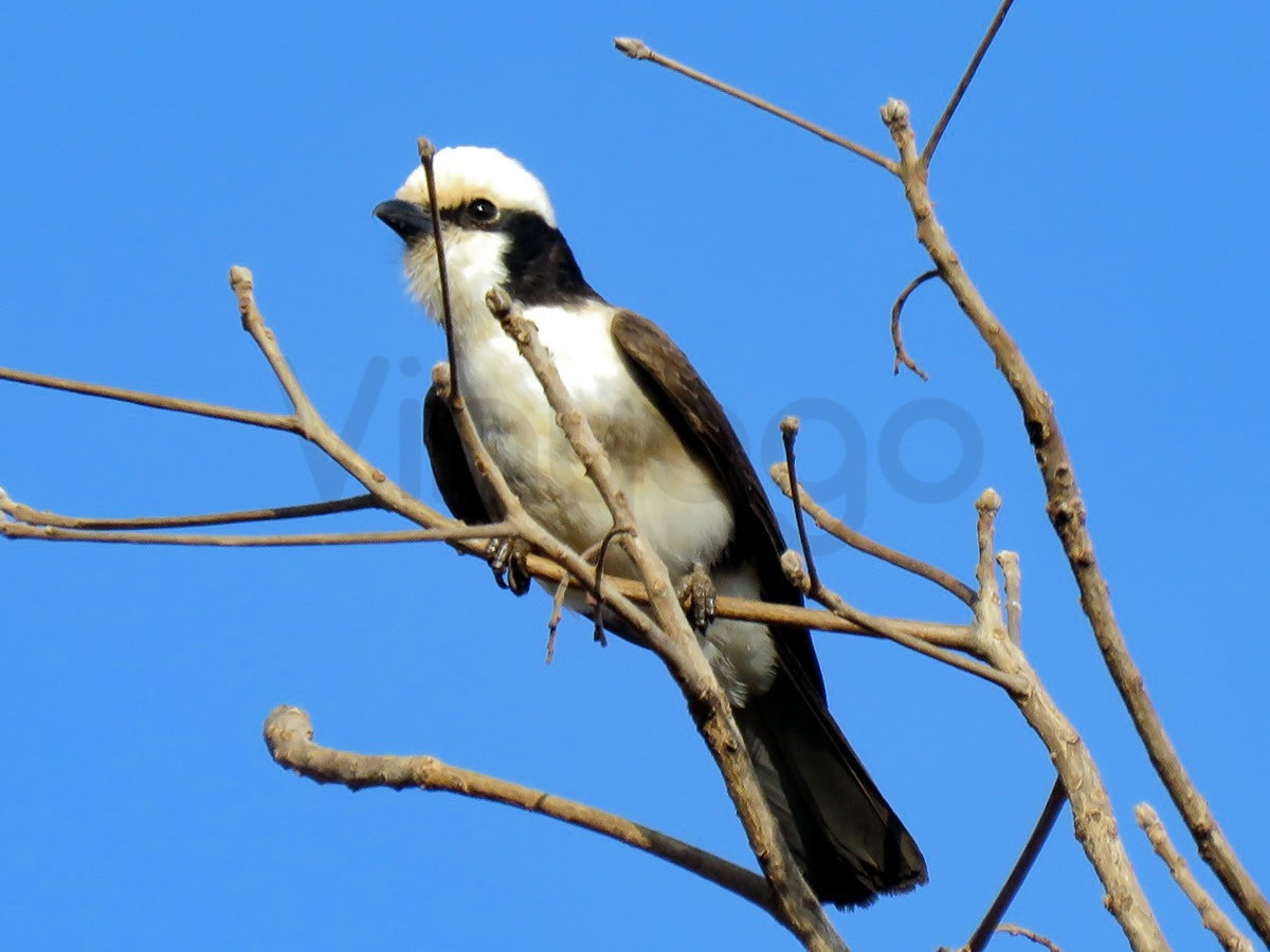 White Rumped Shrike