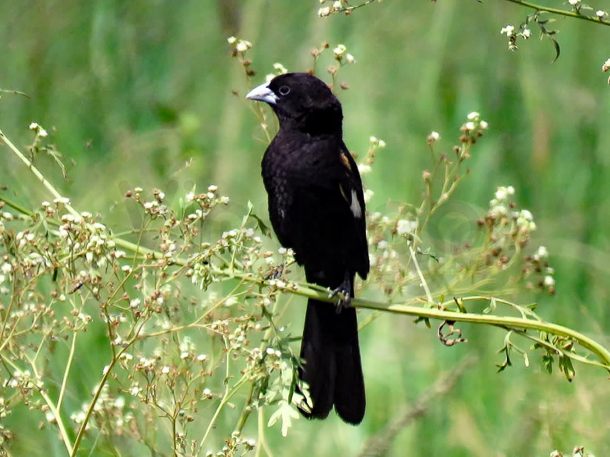 White Winged Widowbird